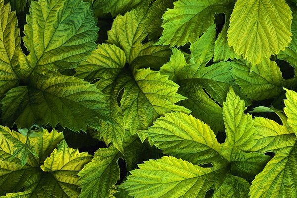 Green young currant leaves