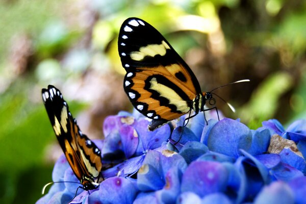 Die Farben des Sommers. Schmetterlinge auf Blumen