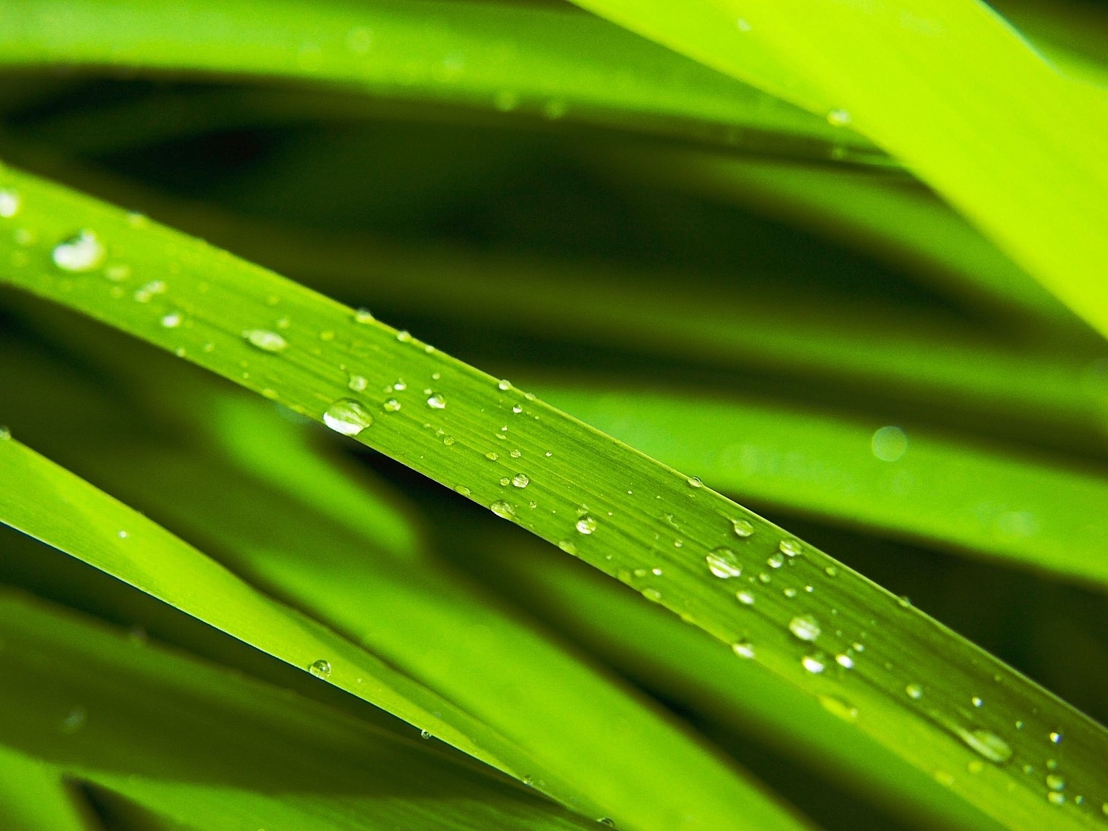 close up nature plant