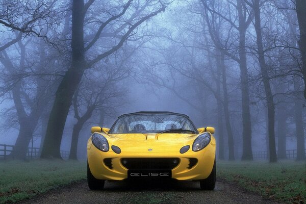 Auto gialla tra gli alberi nella nebbia