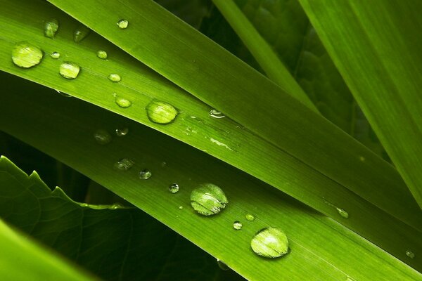 Macro shooting of green grass with dew drops