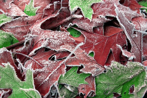 Autumn leaves covered with frost