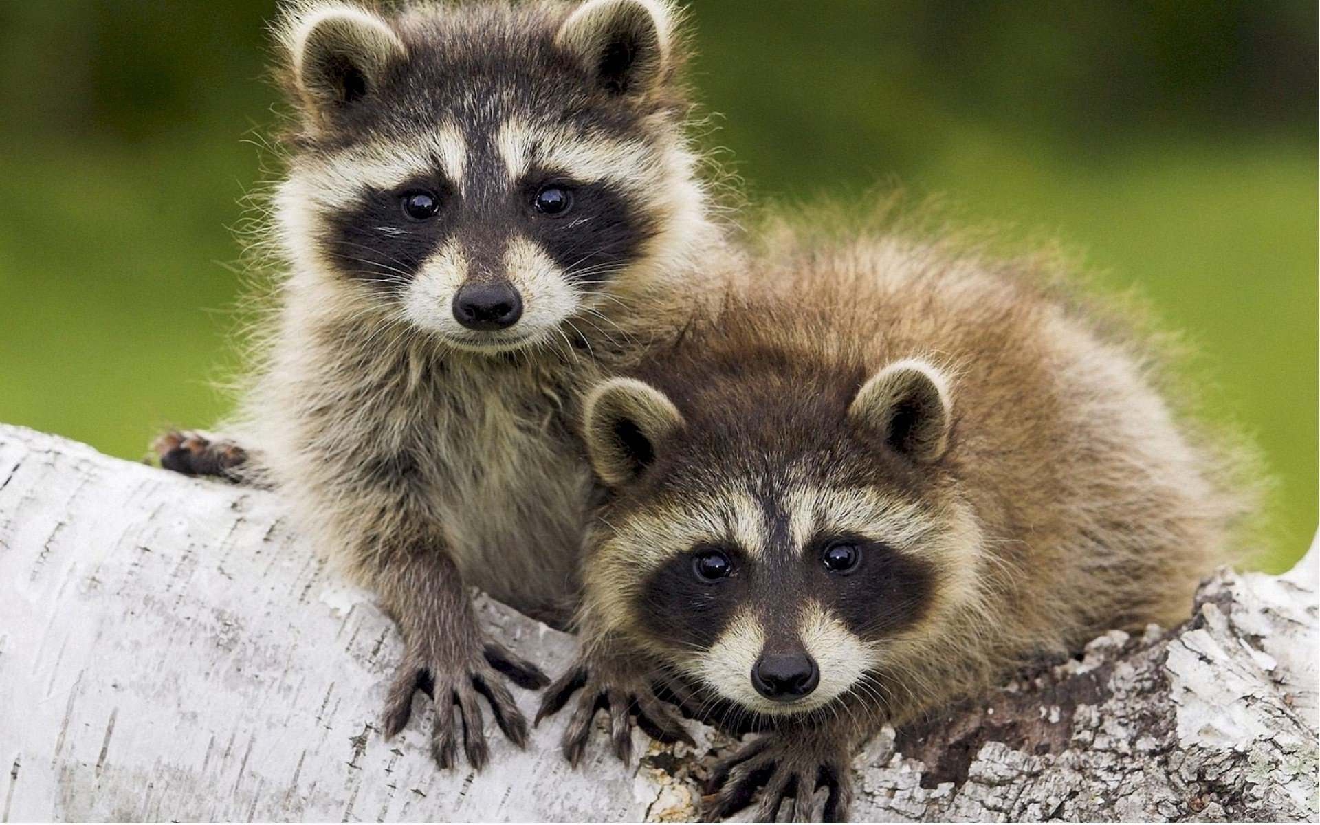 raccoons cute faces fluffy coats tree look eye