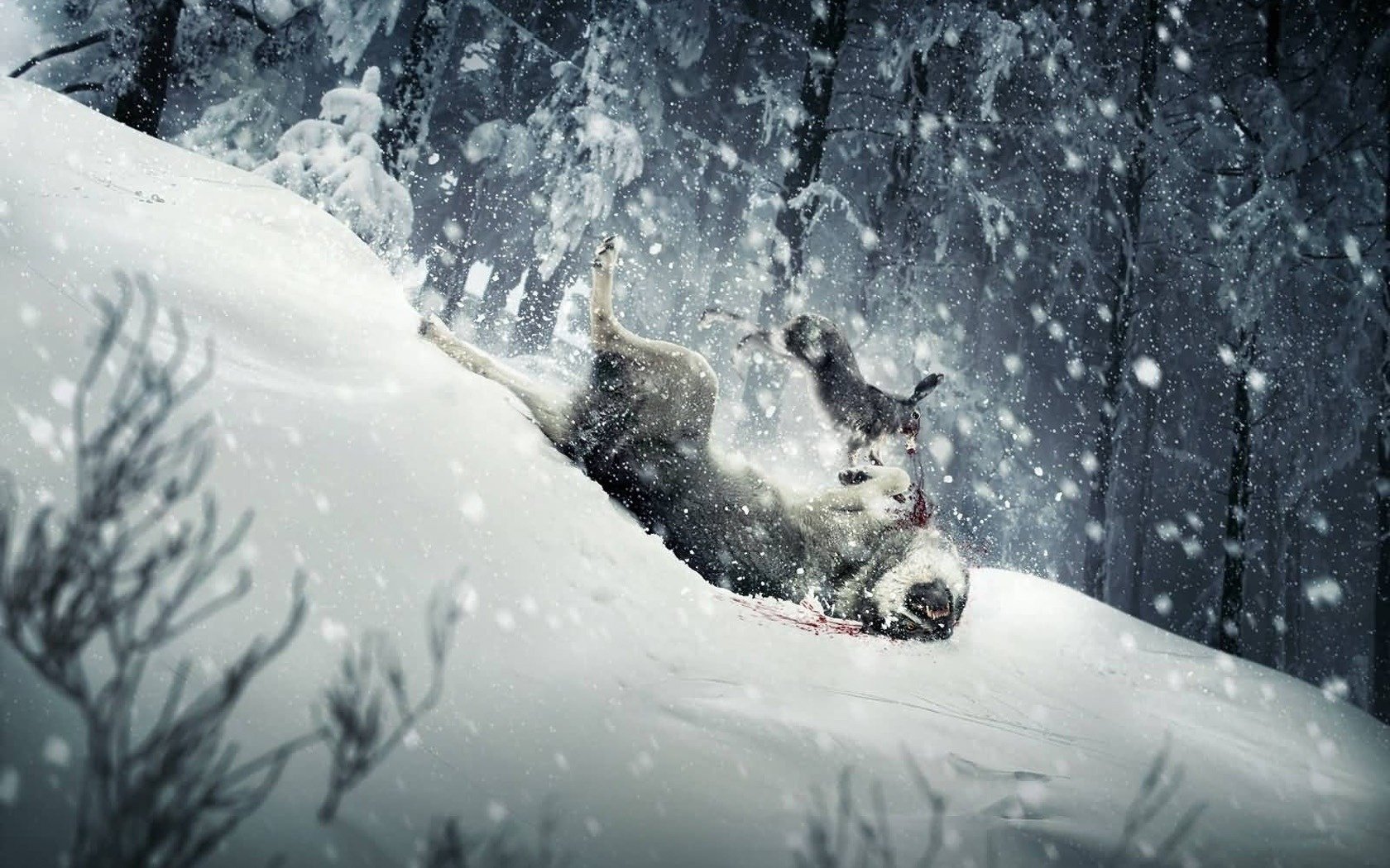 caza invierno nieve caza vida silvestre liebre lobo caída salto blanco negro