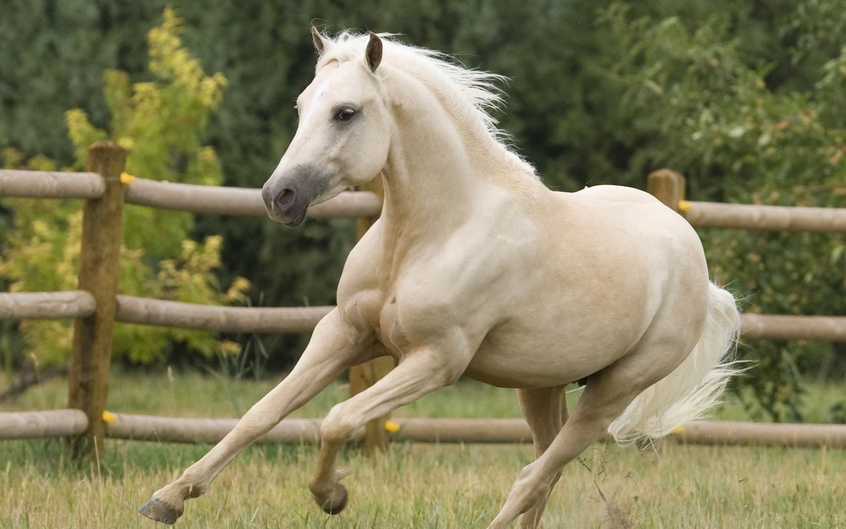 trot in the paddock horse horse gallop hoofed nightingale