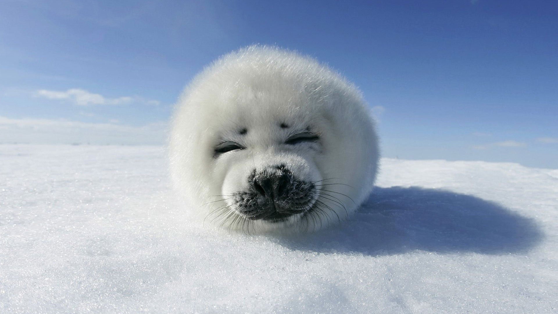 now white furry creature awesome face seal snow the sky clouds sleep mustache joy animals face