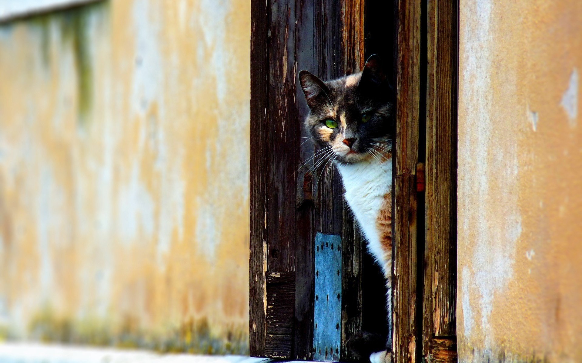 gattino occhielli porta di legno animali vista felino