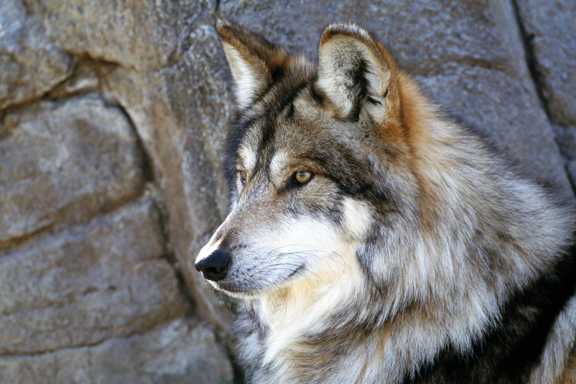 lobo abrigo de piel gris roca mirada