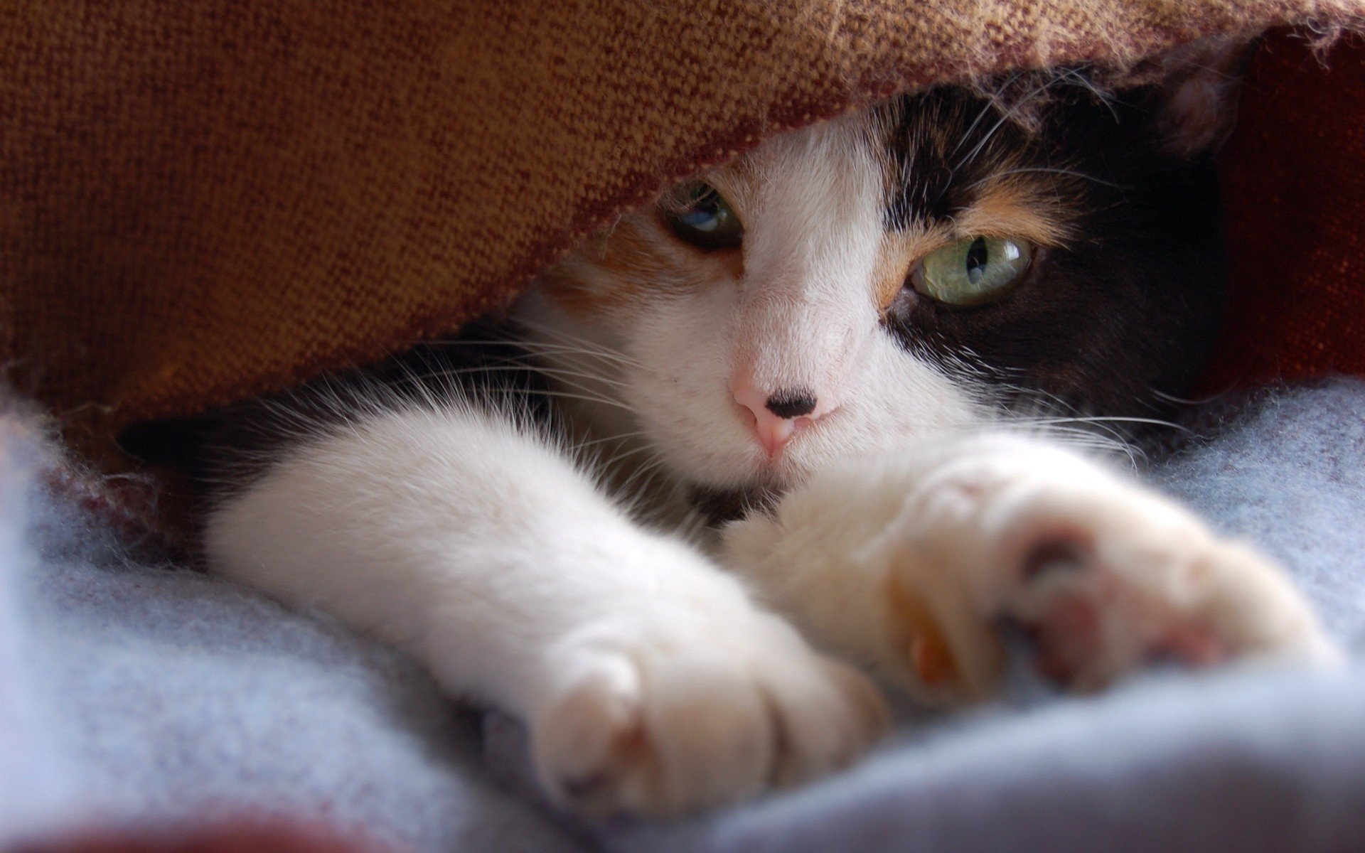 chat tacheté pattes couvre-lit animaux regard félin yeux