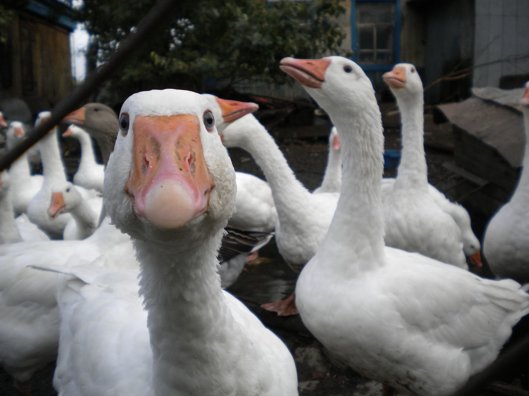 picos anaranjados criaturas blancas gansos interés aves vista ojos plumas