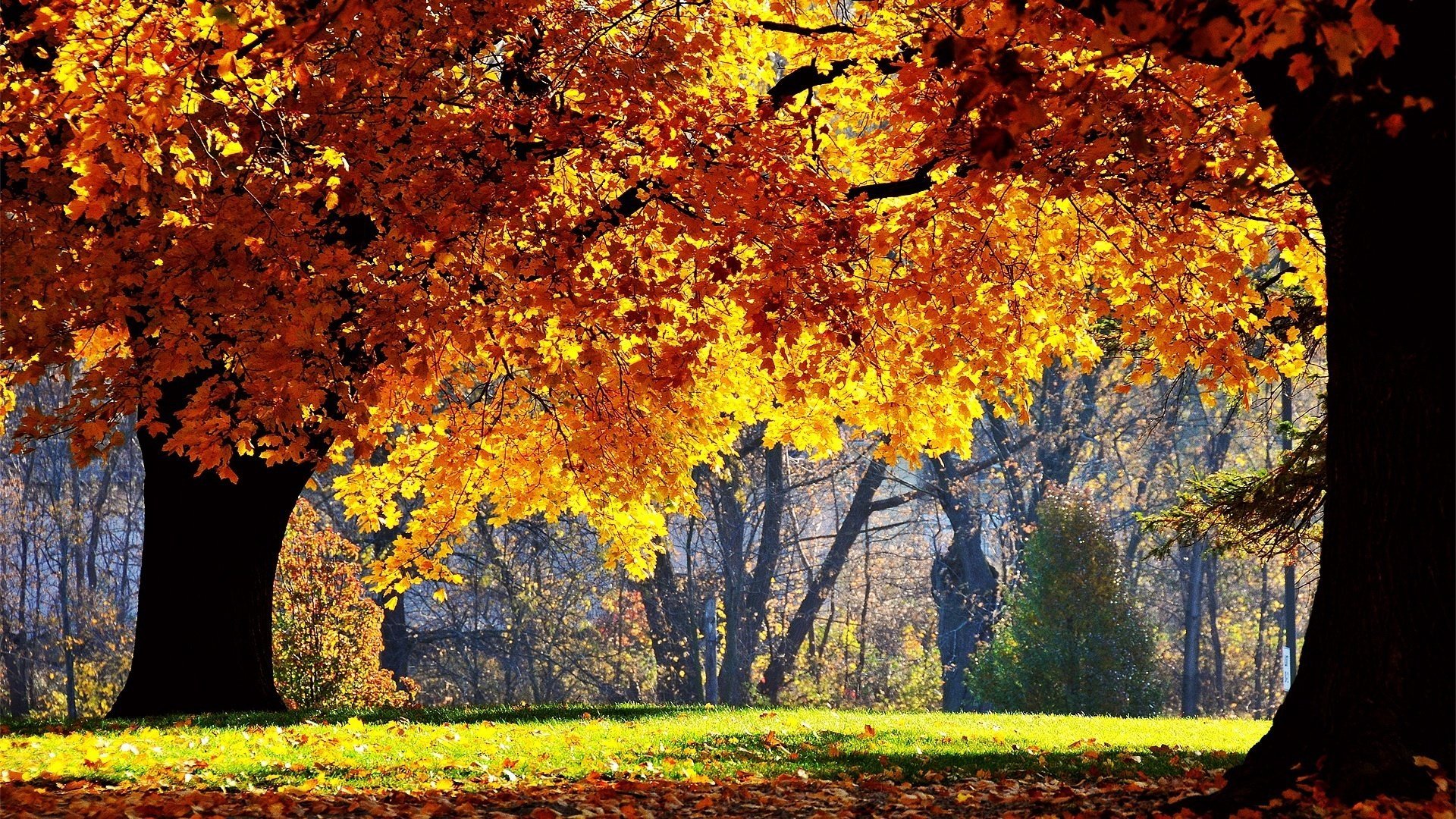 angelschnur licht der sonne gelbes laub wald laubfall goldene zeit sommer gelbe blätter herbstfarben