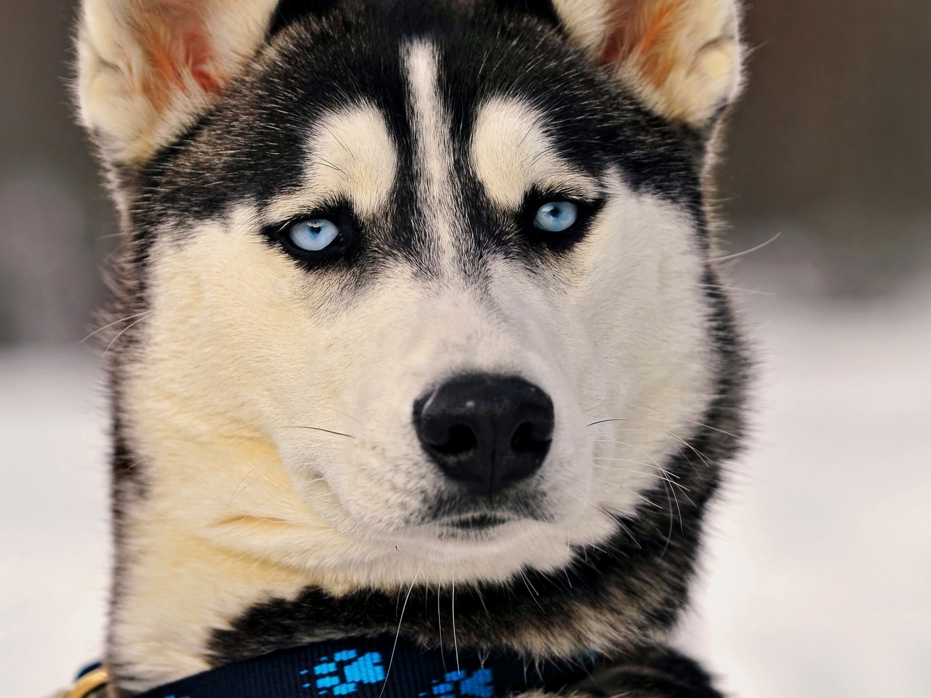 elektronisches halsband verwunderter blick hellblaue augen husky hunde blick schnauze blaue augen nase