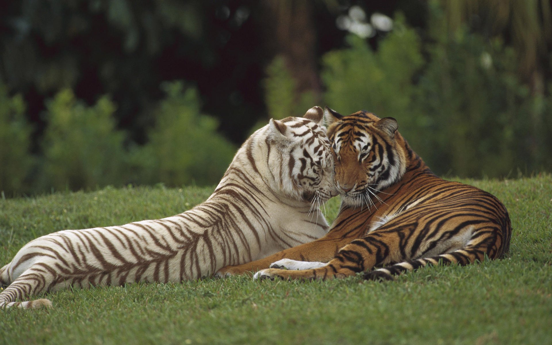 animales salvajes criaturas rayadas patas animales depredadores amor felinos