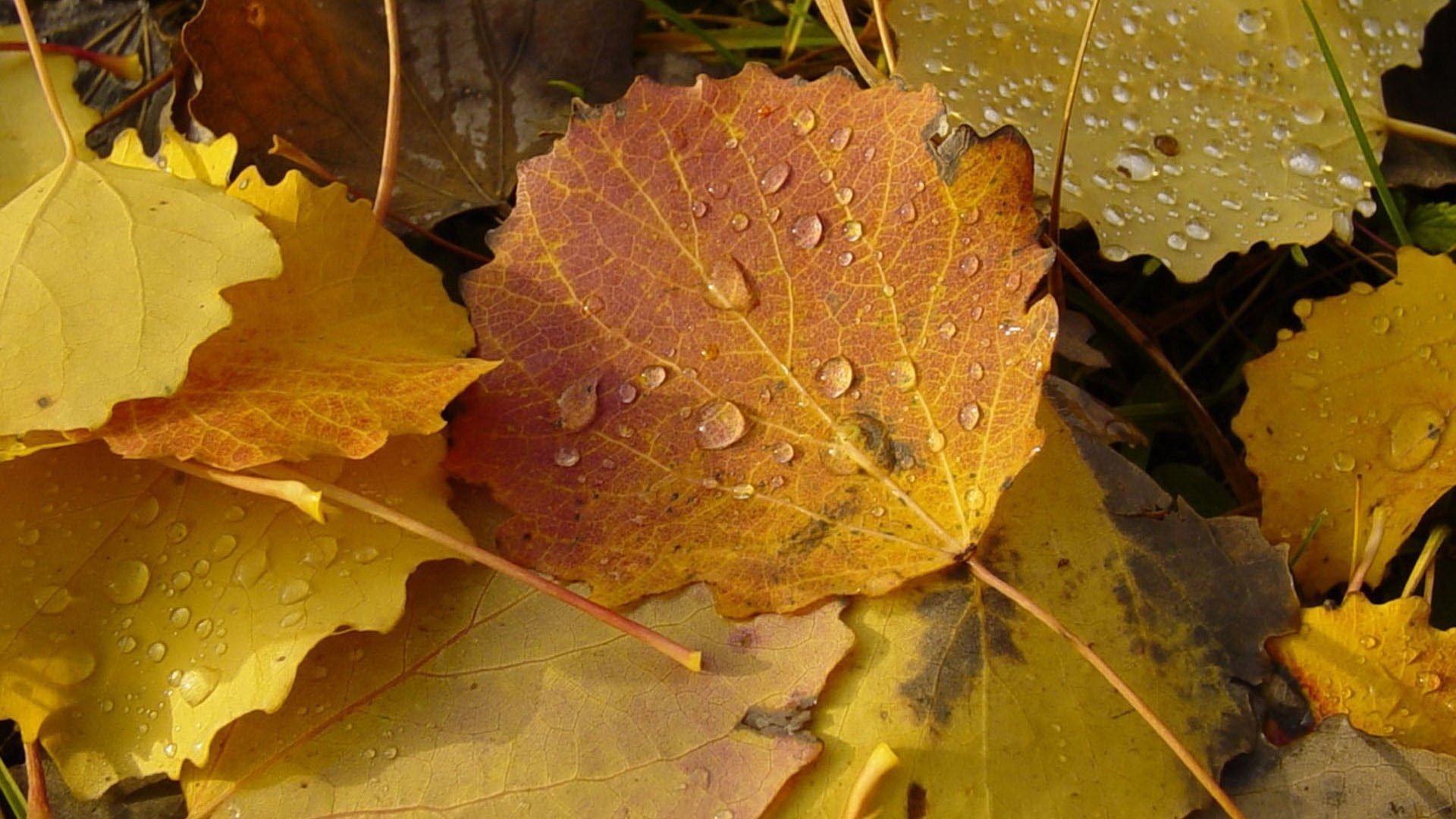 stagione foglie goccioline d acqua luce foresta caduta delle foglie tempo d oro estate indiana foglie gialle colori di autunno foglie natura autunno acqua giallo