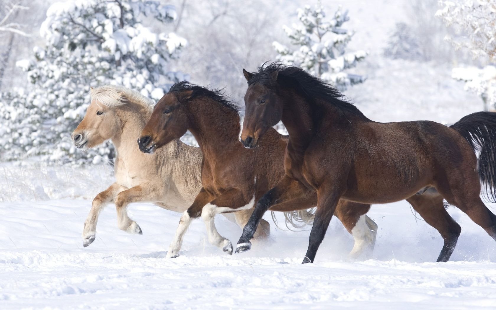 en la voluntad diferentes razas karakovy caballos caballos trinidad correr nieve invierno hermoso color ungulados nido sol