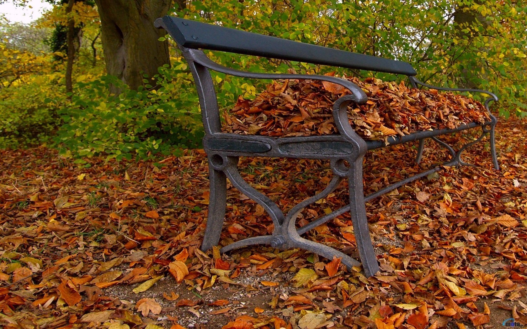 eisenstange laubhügel herbst wald laubfall goldene zeit sommer gelbe blätter