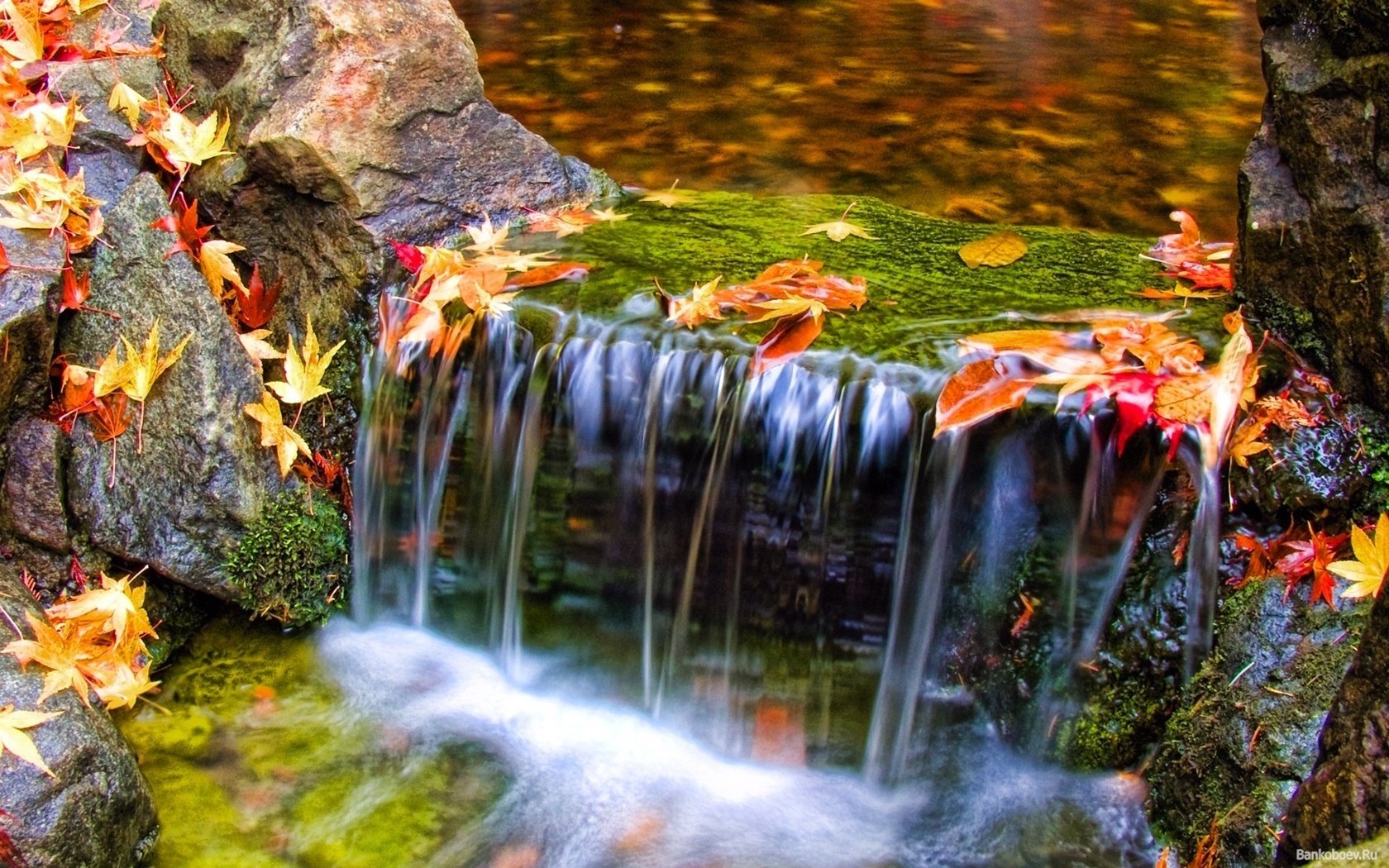 feuilles multicolores ruisseau de montagne eau chute des feuilles temps d or été indien feuilles jaunes