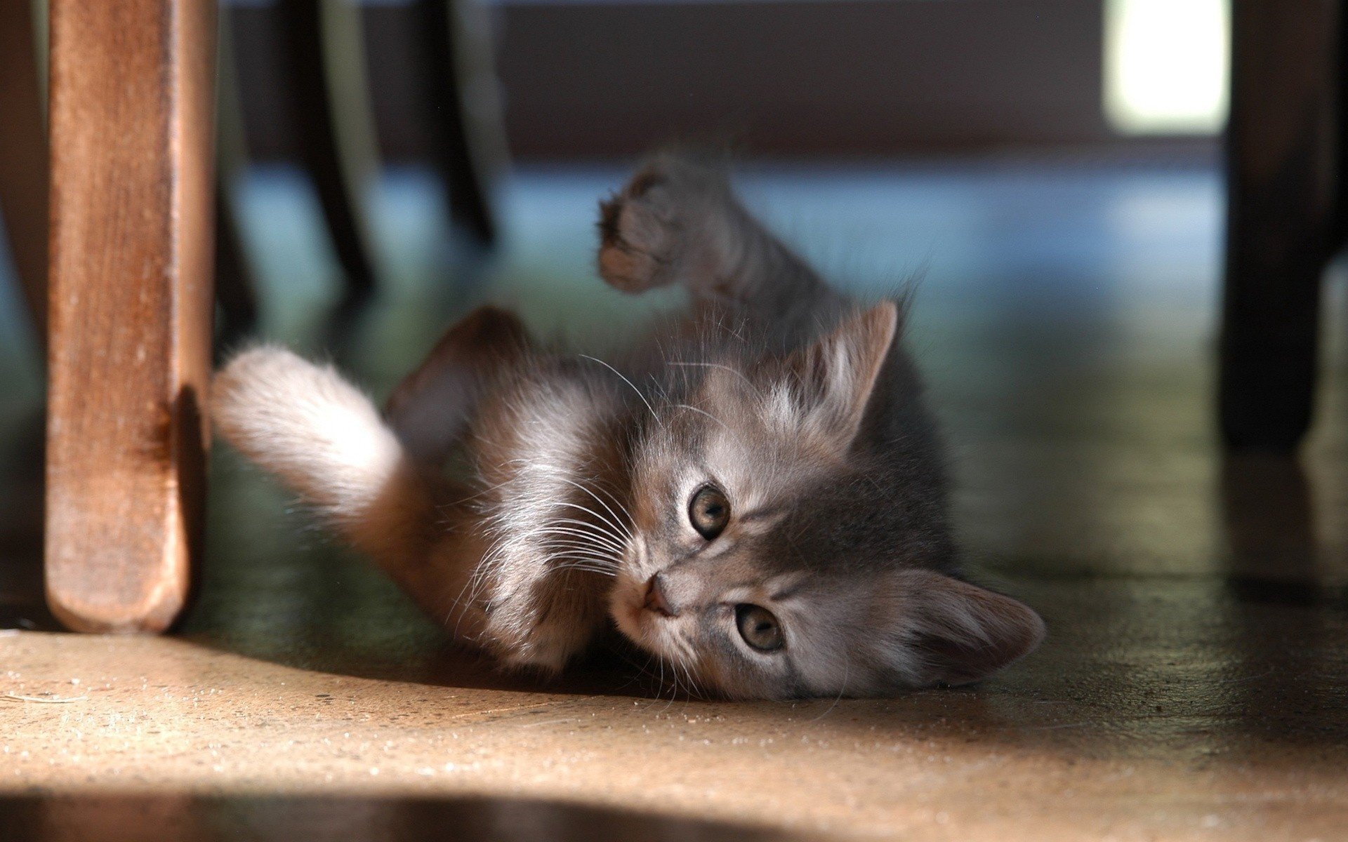 awesome cat the legs of the table furry creature gray animals played floor look eyes curiosity mustache kittens cat