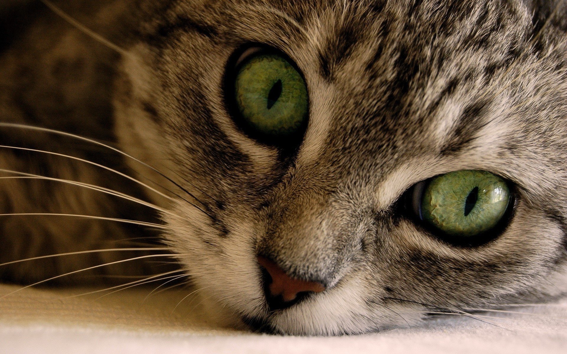 koshak big eyes face green animals look kittens cat eye