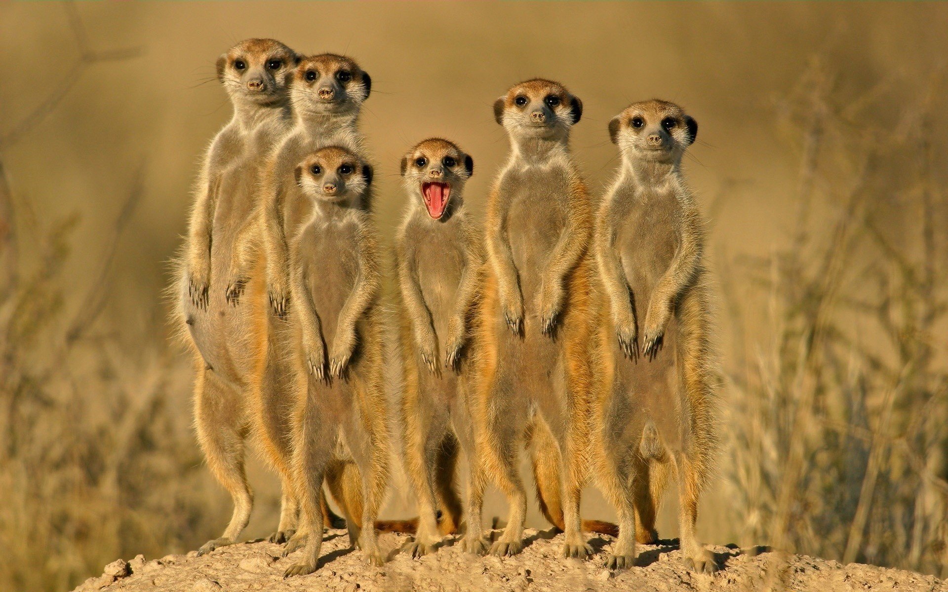 marmotas animales lindos construir en la mira parientes mirada