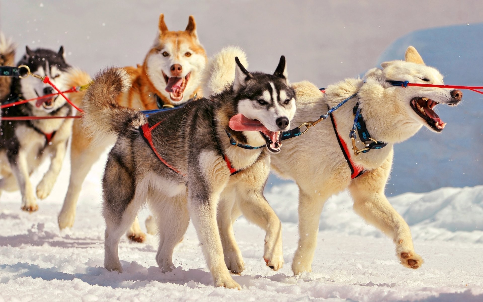 husky imbracatura cani neve inverno