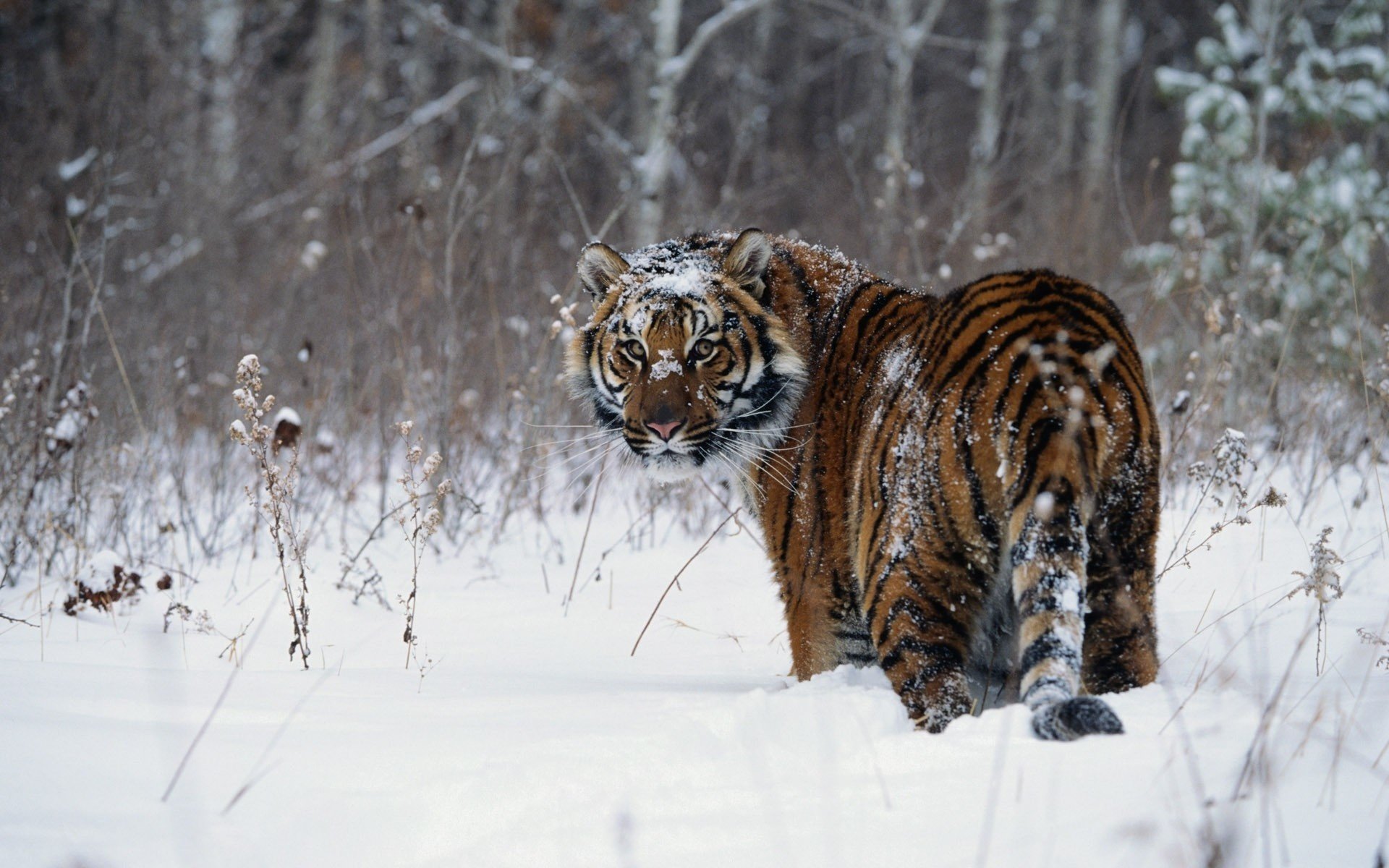 winter schnee gestreifte katze tiger tiere raubtiere blick katze augen