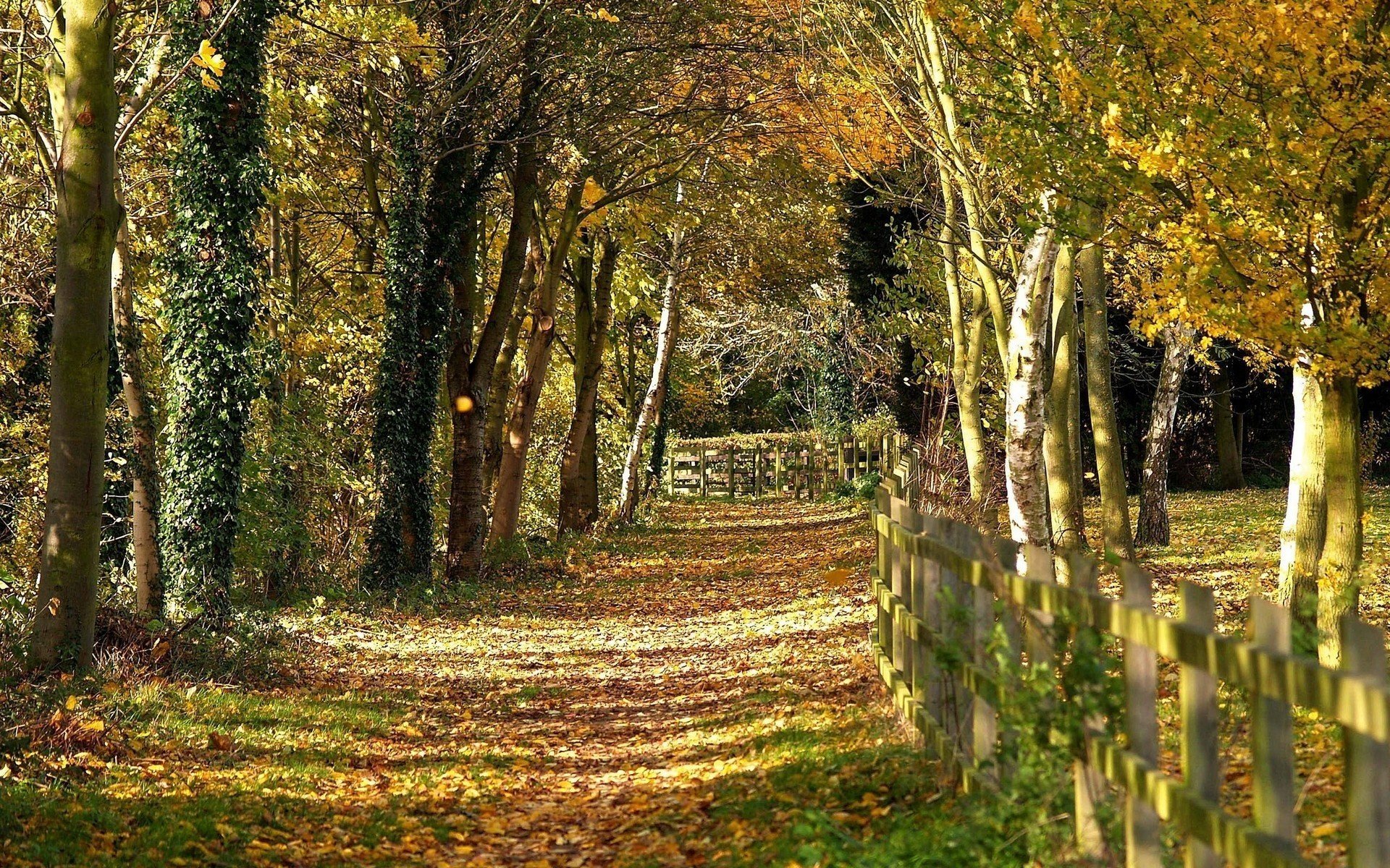 drewniany płot ścieżka drzewa jesień krajobraz natura widok las opadanie liści złoty czas indyjskie lato żółte liście