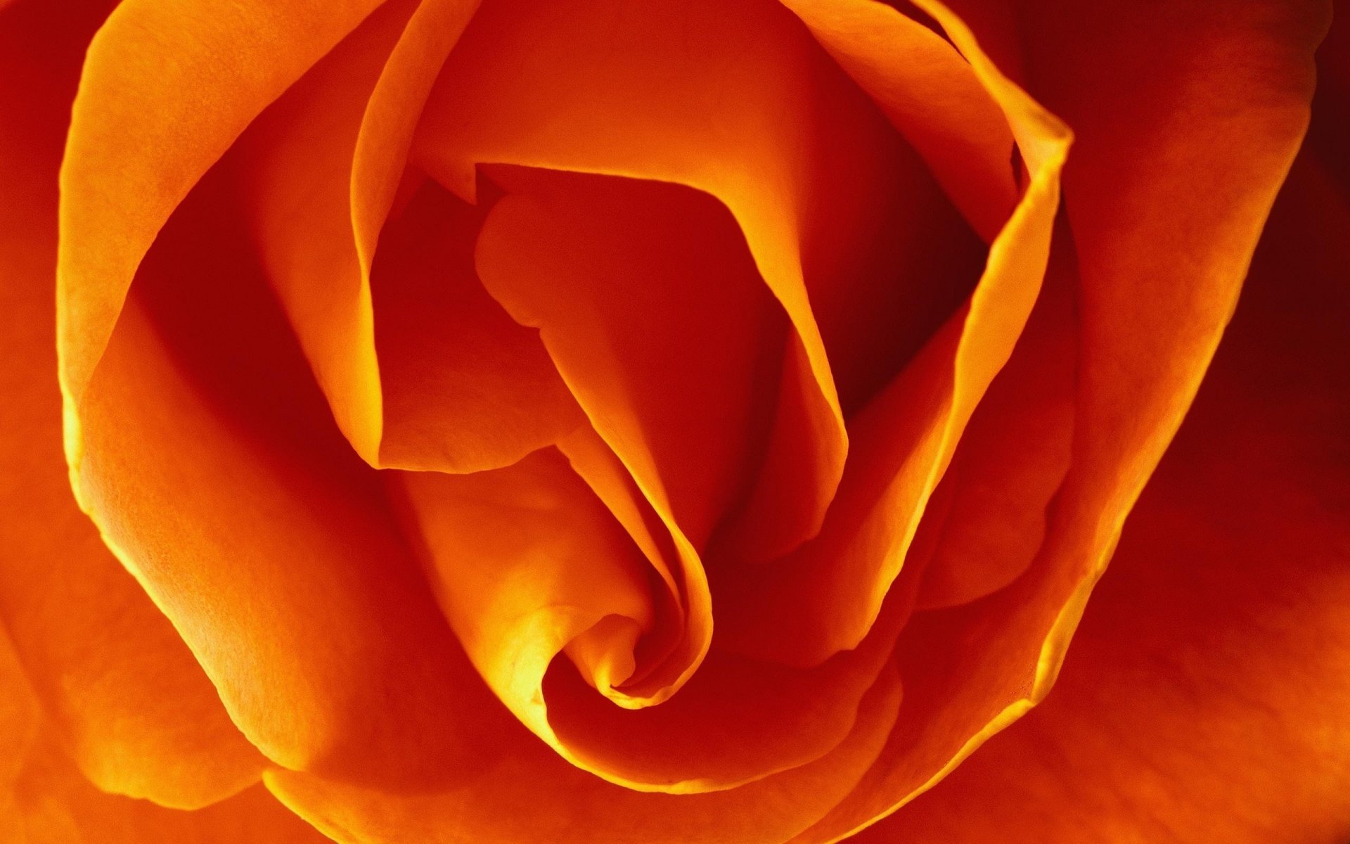 the beam petals orange flowers flower bud macro