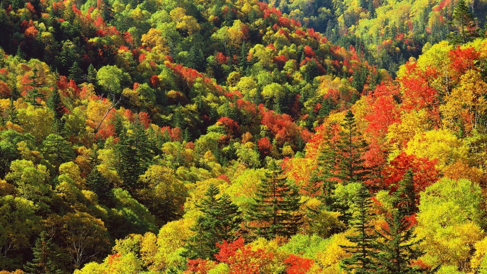 forest red stripes yellow foliage mountains falling leaves golden time indian summer yellow leaves the colors of autumn