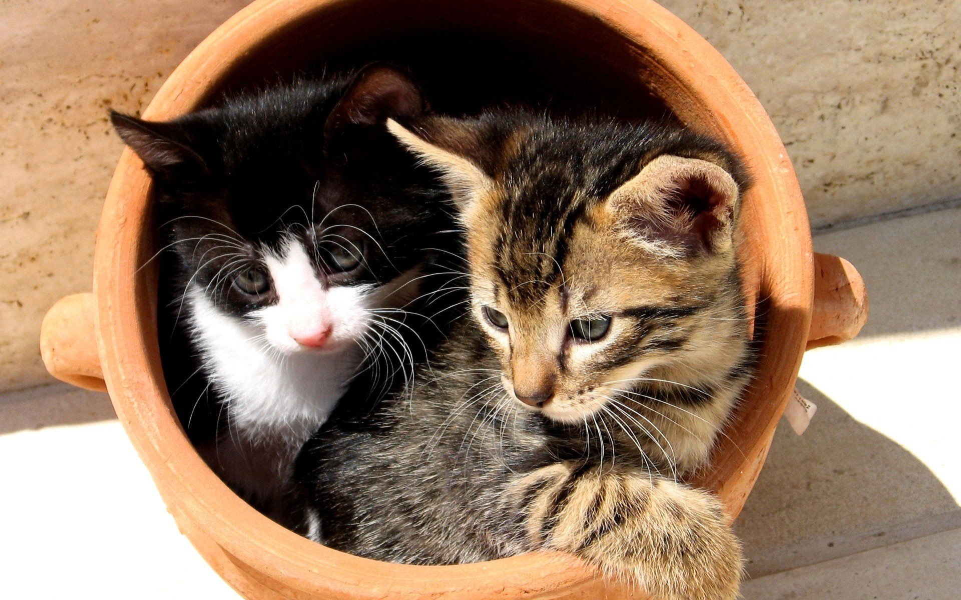 clay pot kittens cuties animals look cat duo