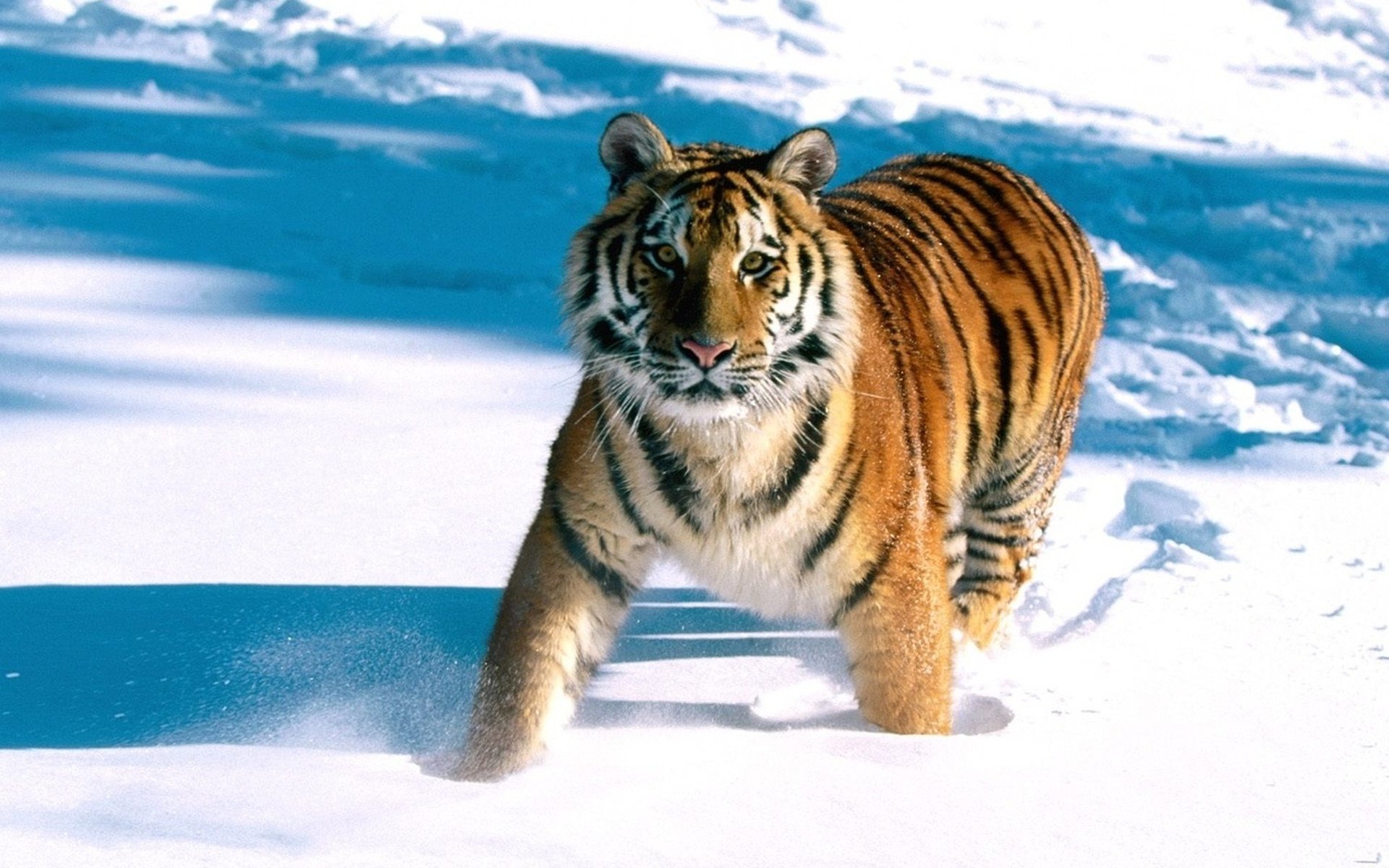 gestreifter hübscher mann tiger schneeverwehungen tiere raubtiere blick katze augen