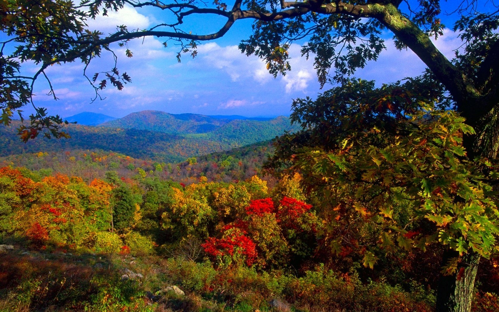 faune automne montagnes chute des feuilles âge d or été indien feuilles jaunes