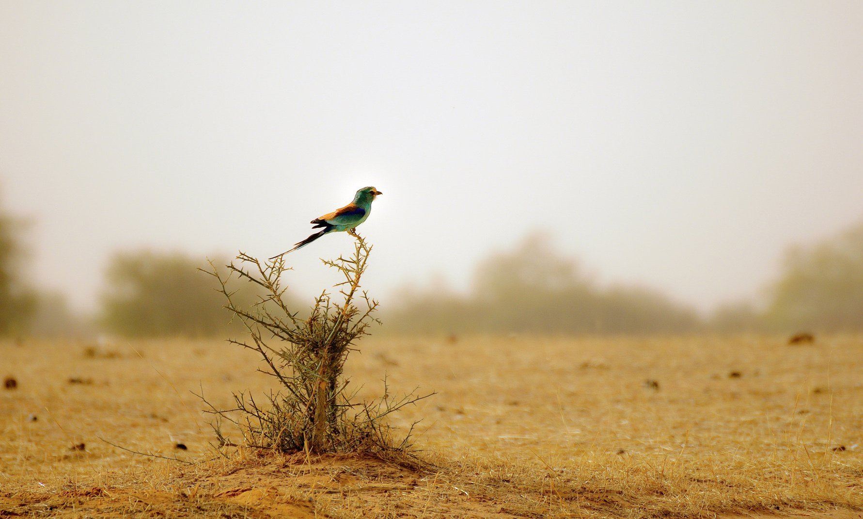 arbusto seco pájaro colorido desierto aves plumas