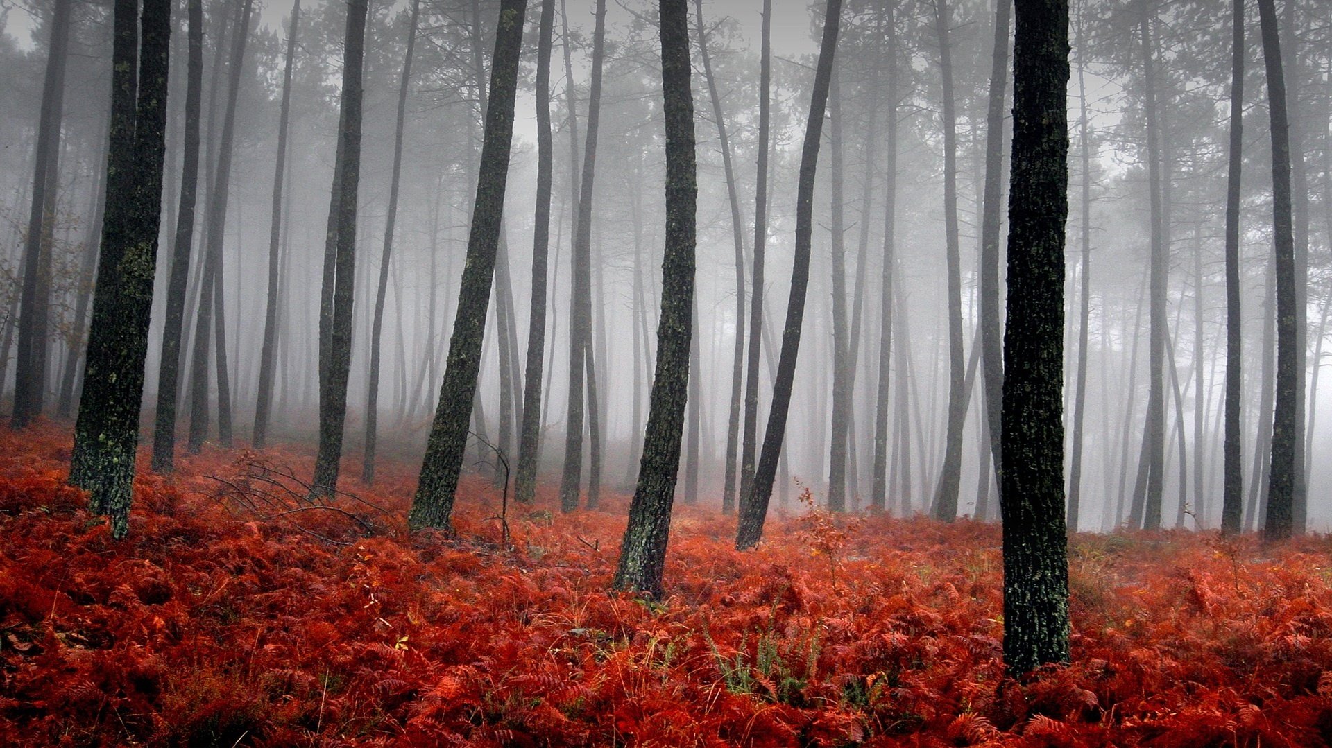 tappeto rosso foresta tronchi d albero nebbia caduta delle foglie tempo d oro estate indiana foglie rosse colori autunnali