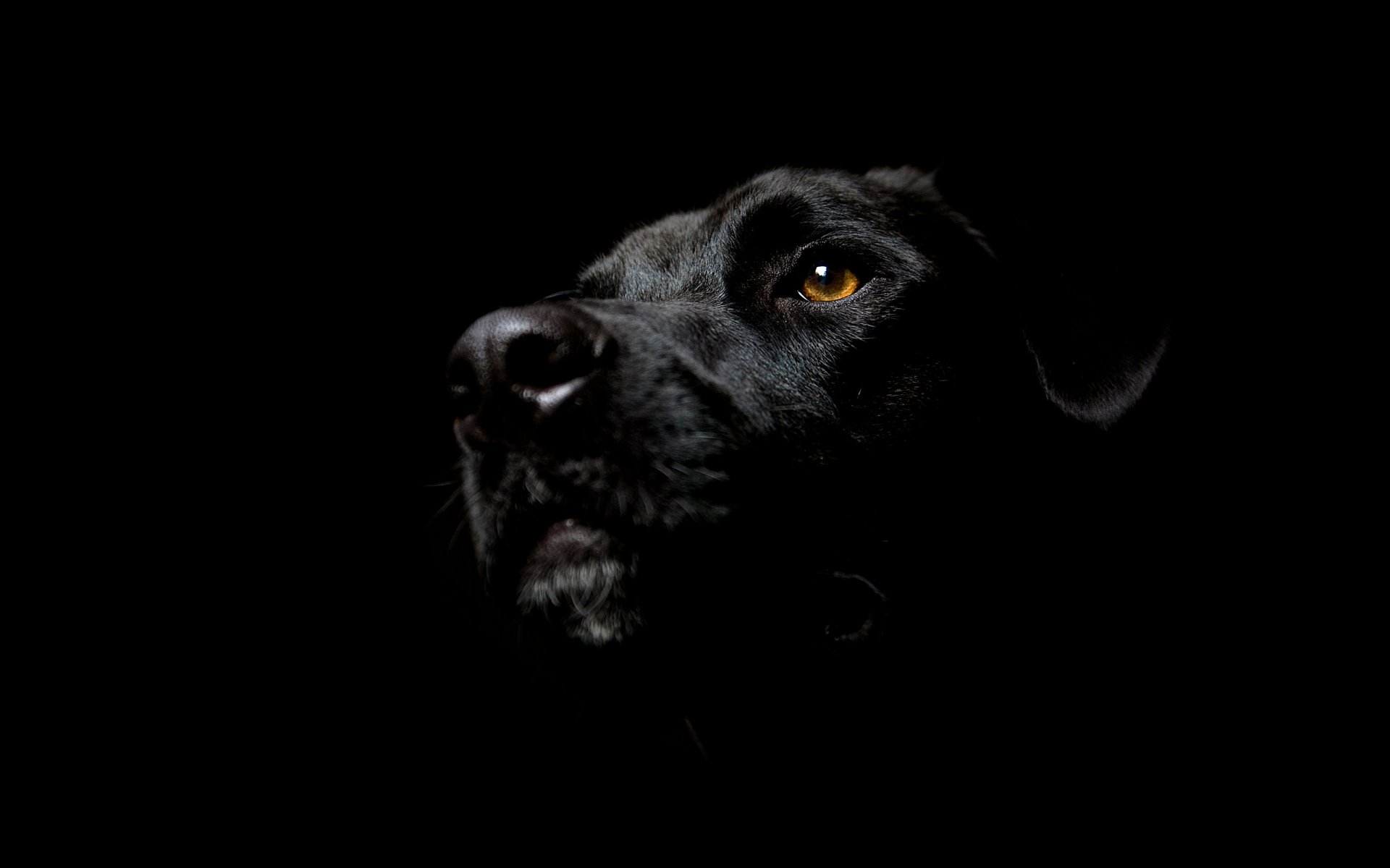 muso di cane minimalismo cane nero occhio naso sguardo cani sfondo nero semplicità stile