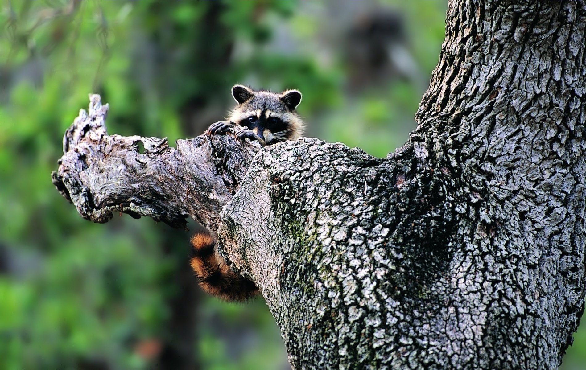 waschbär kleine augen baum