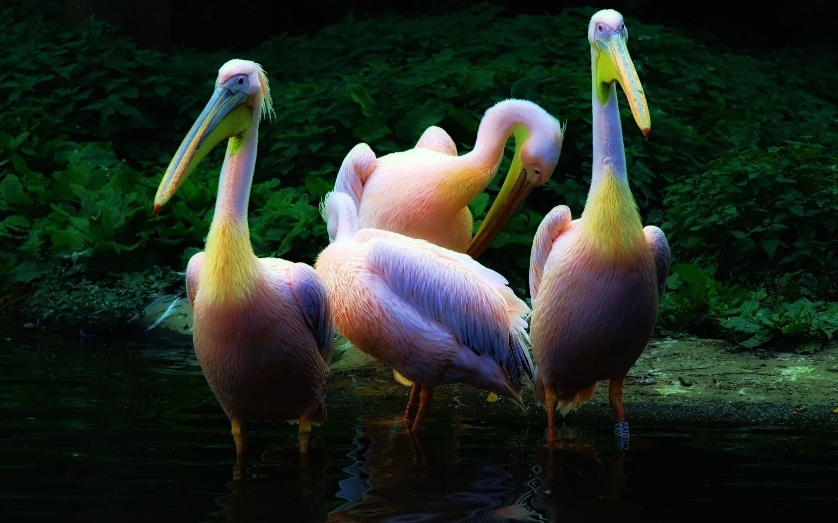 pélicans roses eau graphiques oiseaux à plumes