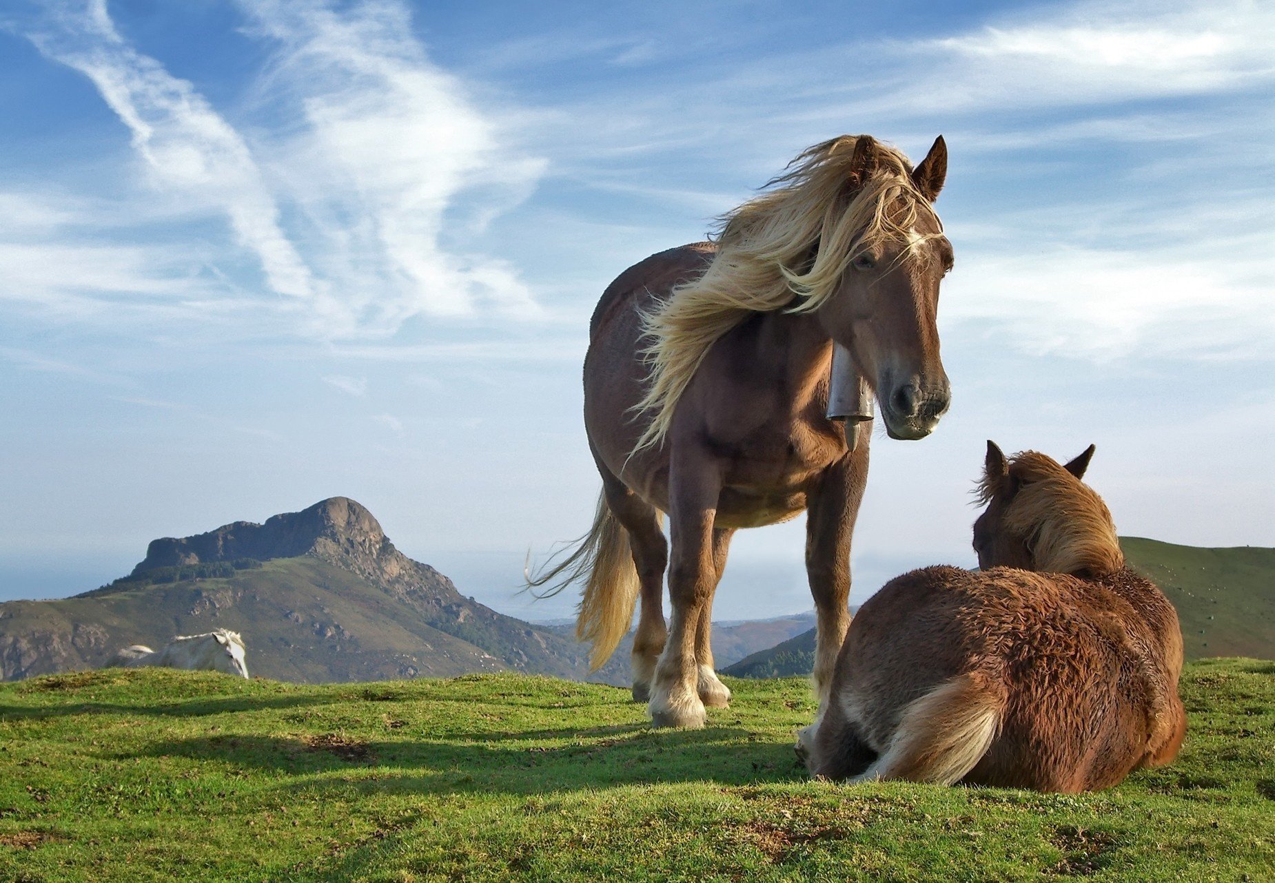 thoroughbred beauties pohorly horse brown ungulates earth grass mountains the sky cloud