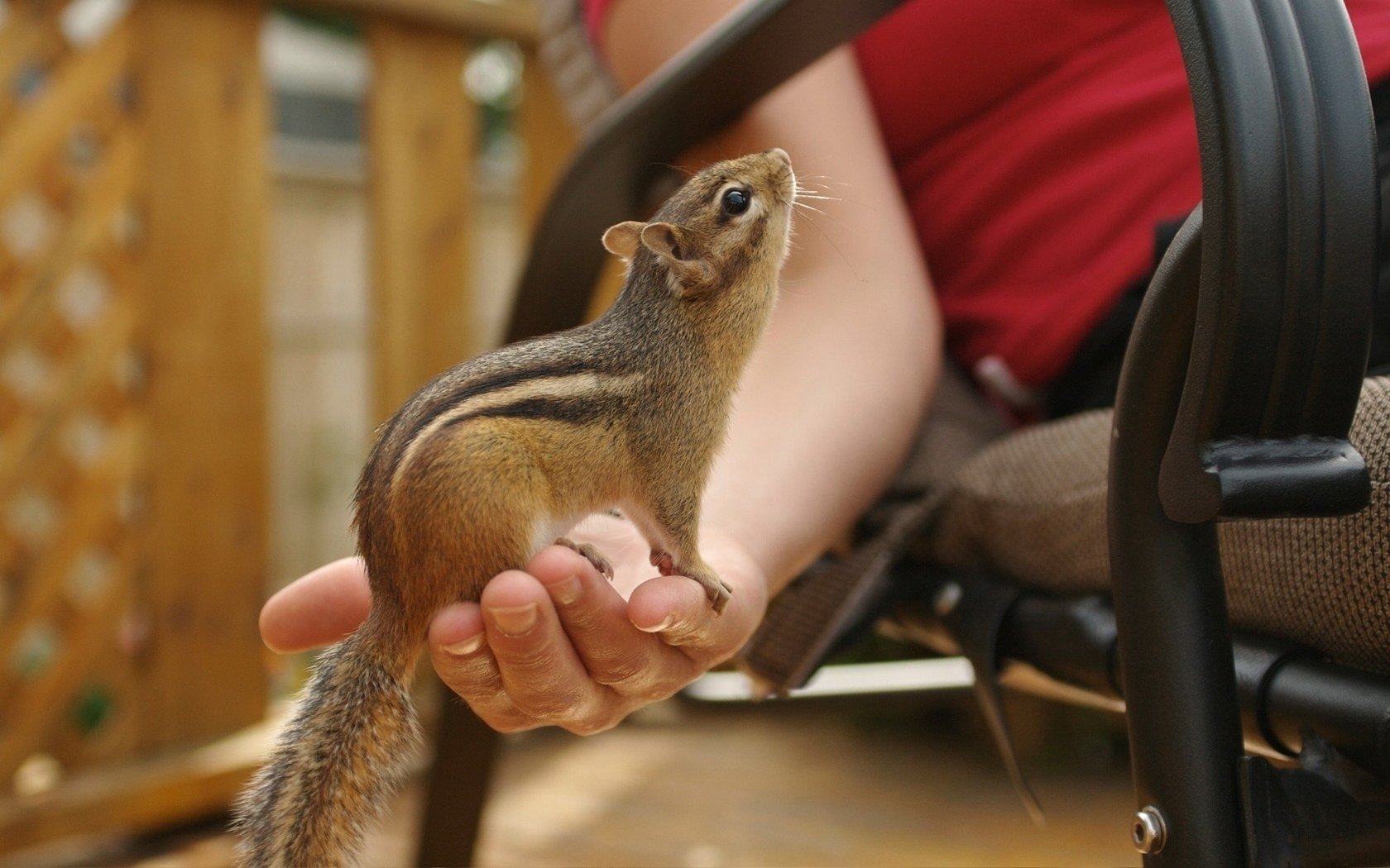 vuole mangiare dare un dado mano umana chipmunk mendicante roditori vista