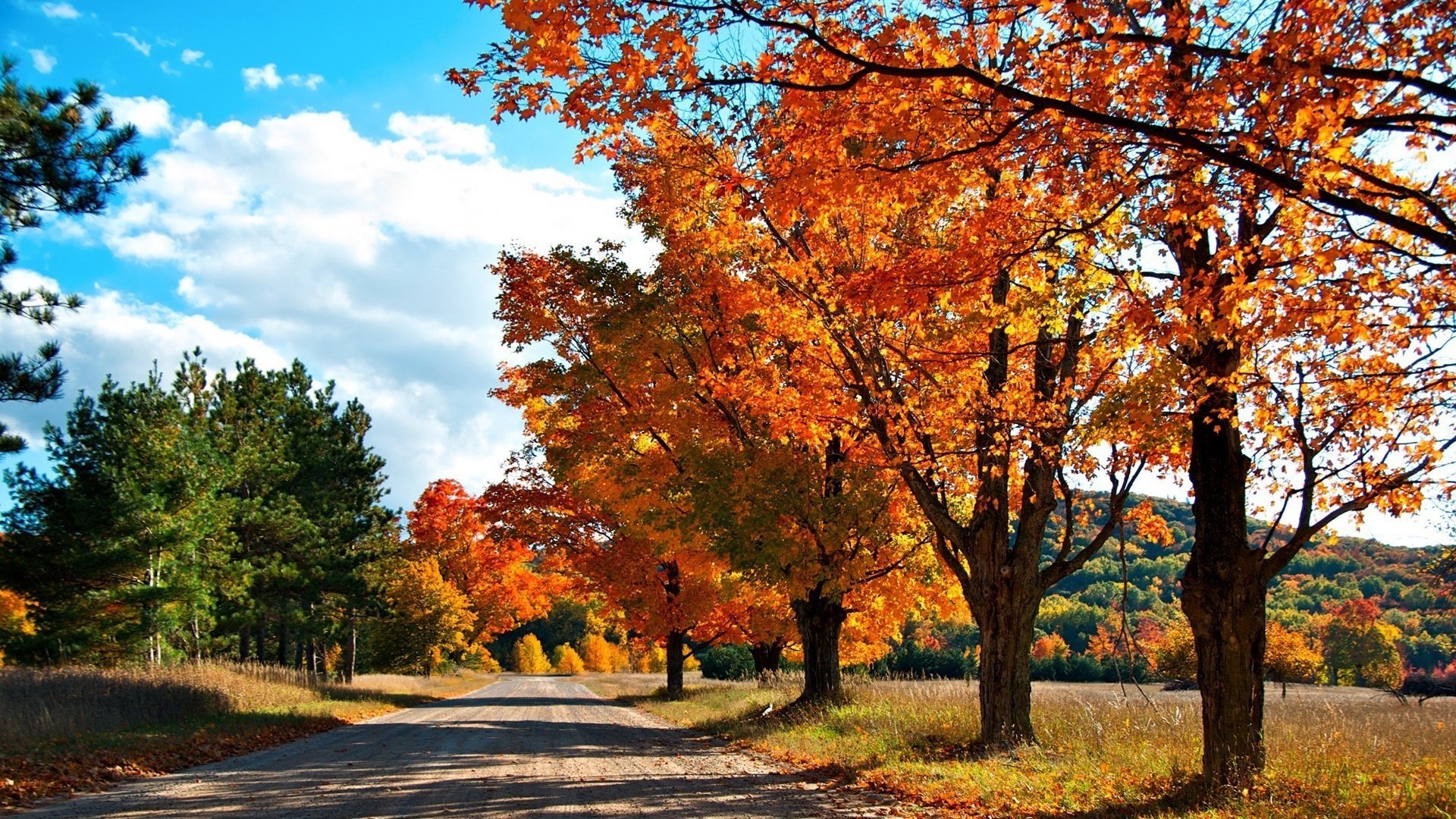 rosso giallo verde strada sole alberi foresta caduta delle foglie tempo d oro estate indiana foglie gialle colori di autunno