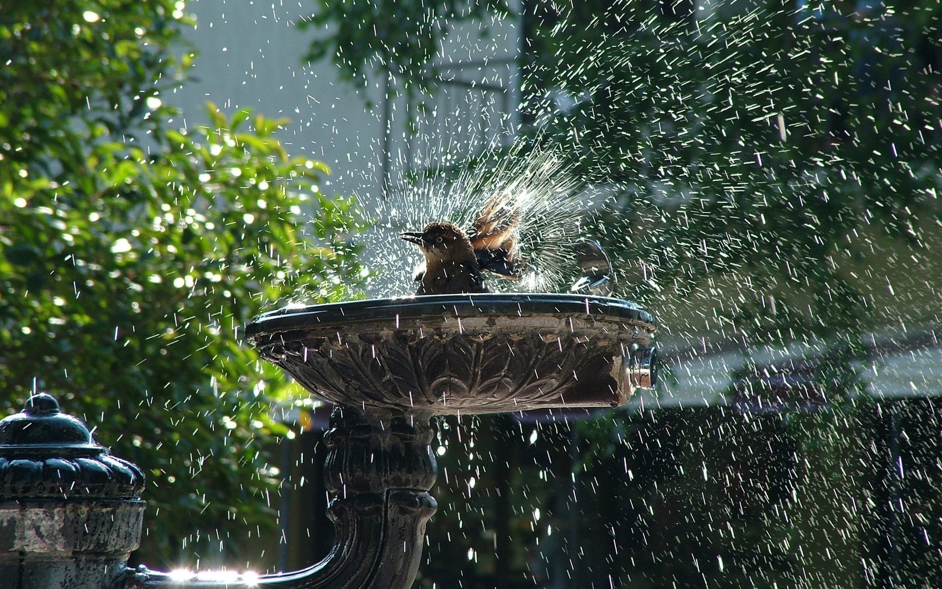 bird bathing splashes drops fountain birds feathered