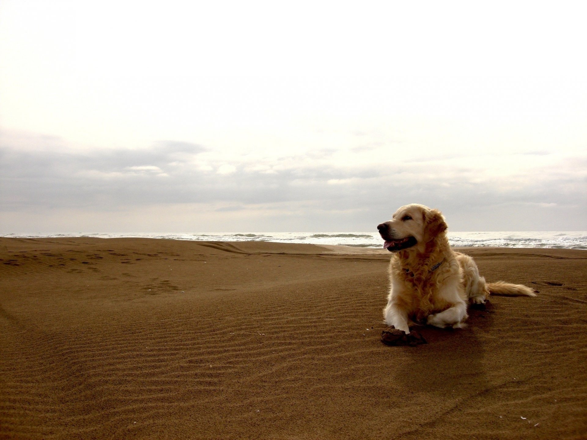 cane colore chiaro soddisfatto mare spiaggia riva cane cane costa nuvole vacanze sabbia barchany orizzonte