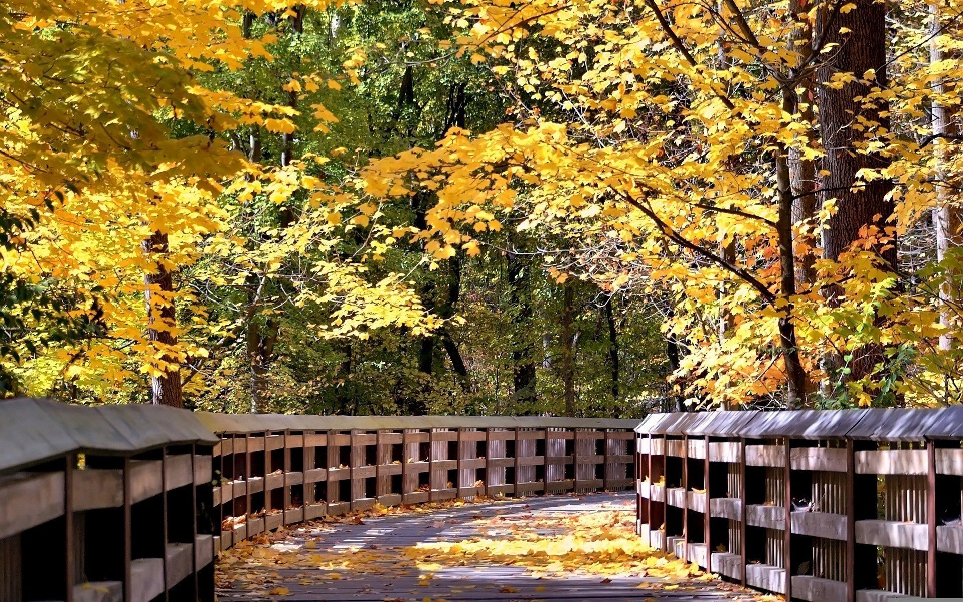 ponte di legno fogliame alberi foresta caduta delle foglie tempo d oro estate indiana foglie gialle