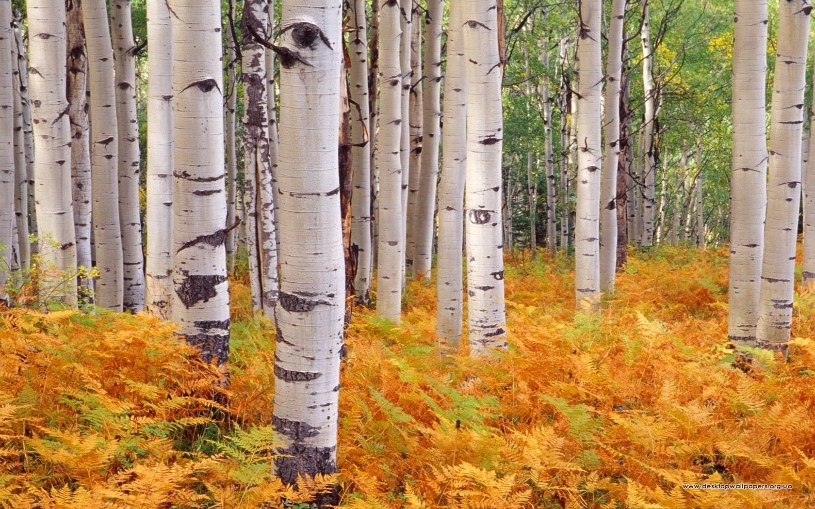 helecho bosque de abedul otoño bosque paisaje troncos corteza