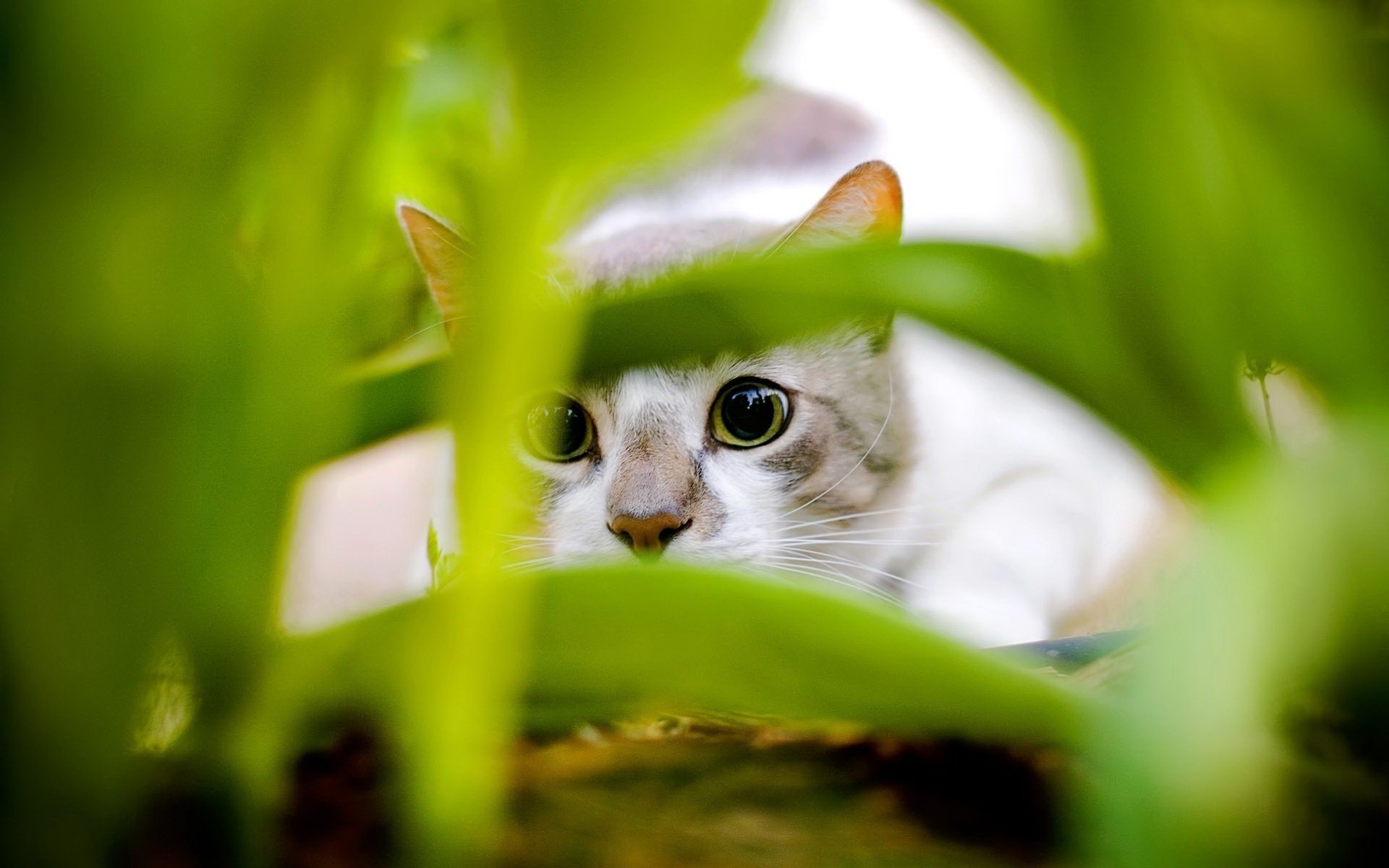 ein genauerer blick katze grünes gras tiere blick katze augen