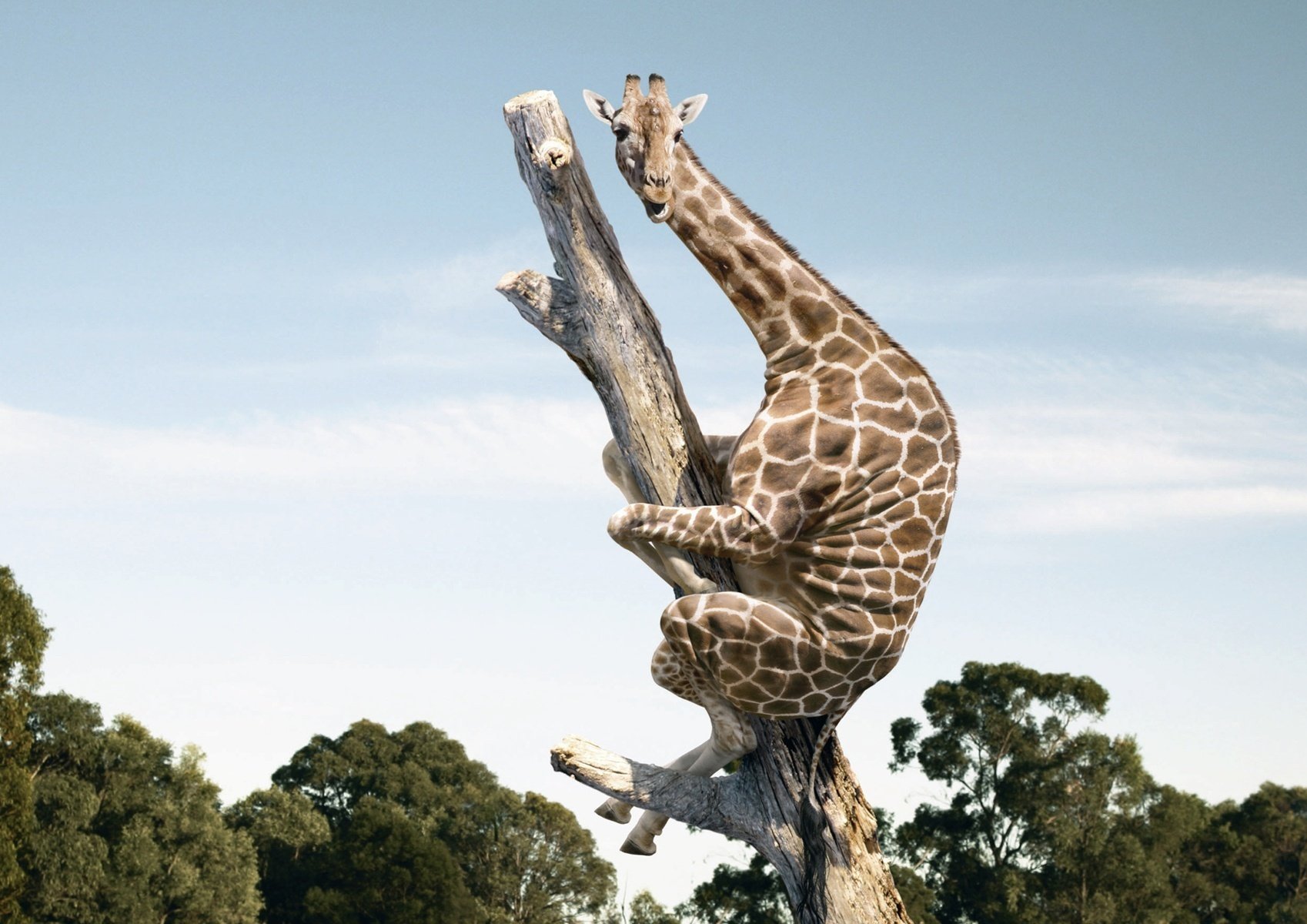 a scared animal giraffe tree fun