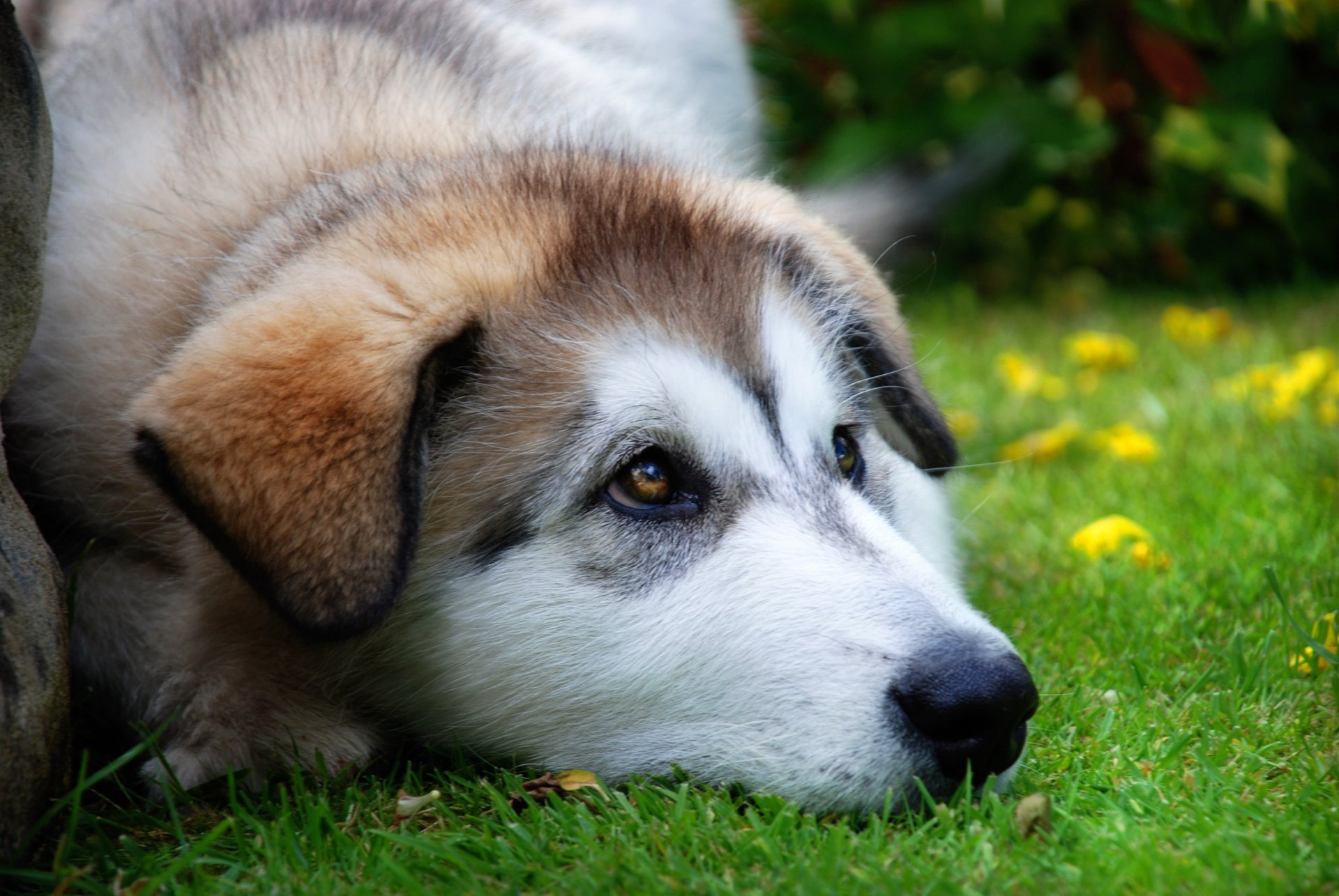 occhi ipnotizzanti cane husky beccuccio cani vista