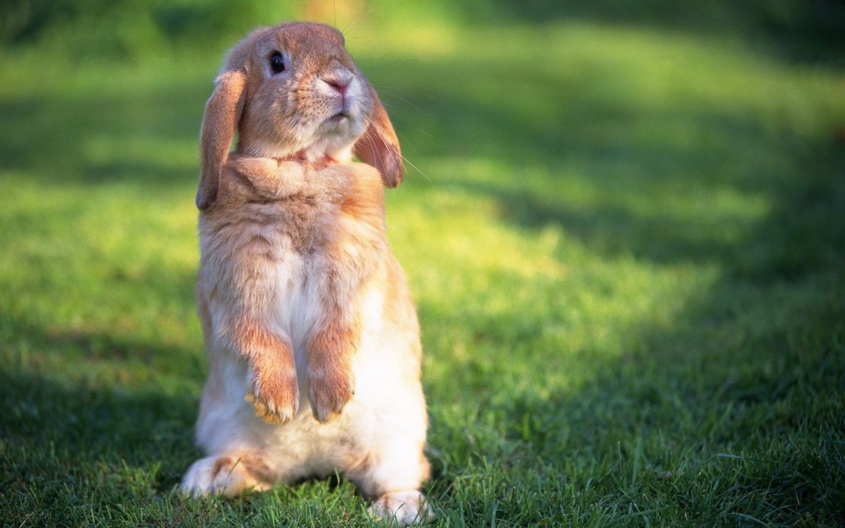 rousse surpris lapin