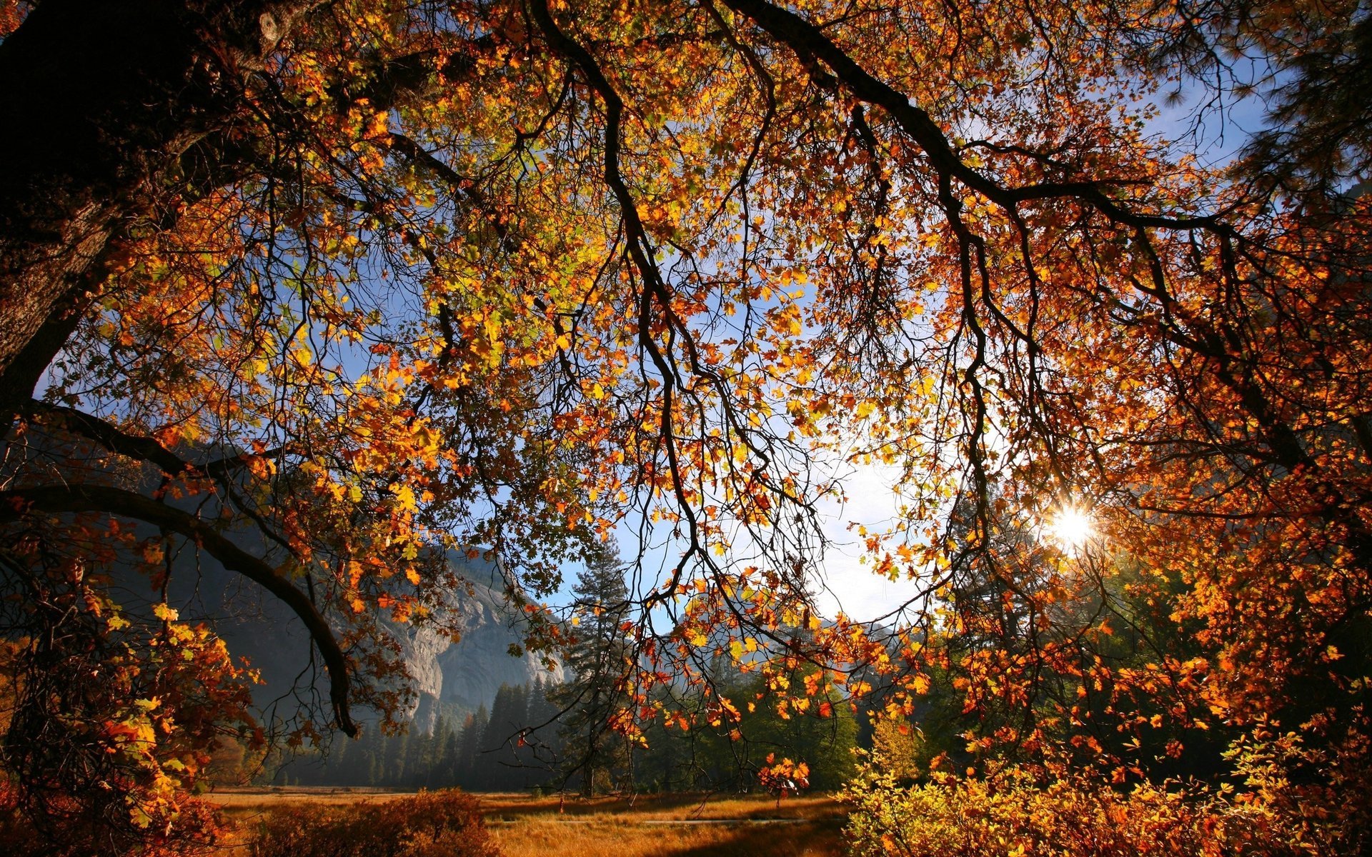 rouge jaune branches d arbres lumière du soleil chute des feuilles âge d or été indien feuilles jaunes âge d automne montagnes arbre feuilles rayons du soleil forêt branches soleil automne