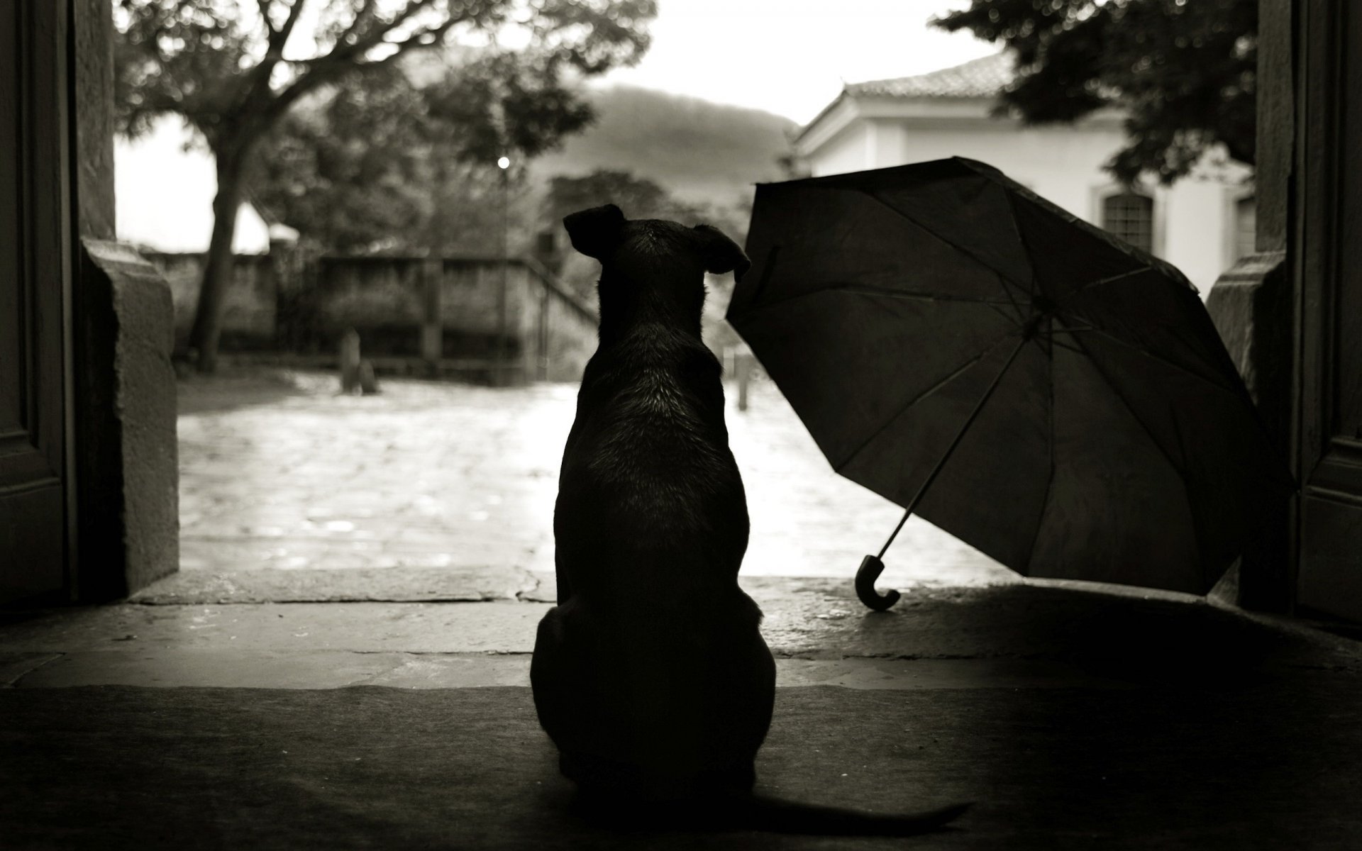 silhouette de chien tristesse parapluie chiens